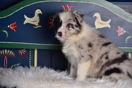 Border Collie - Allegro