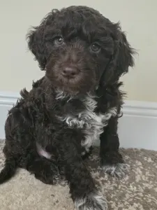 Romagna Water Dog - Bizsu