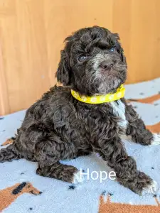 Romagna Water Dog - Ürömi Szarvasgombász Hope