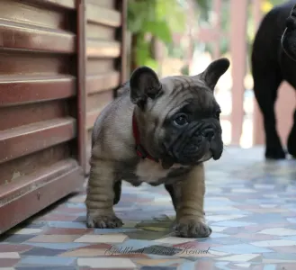 Bouledogue français - Aslan
