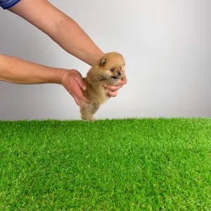 German Pomeranian Spitz - Turbo