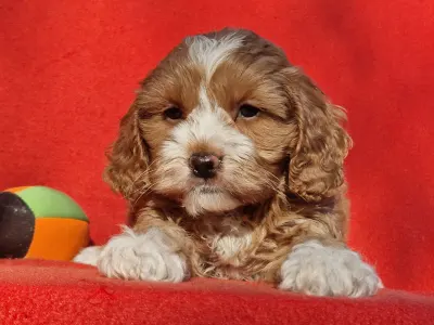 Cavapoo - Chanel