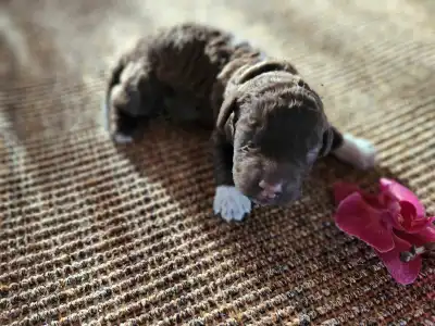 Lagotto Romagnolo - Ági