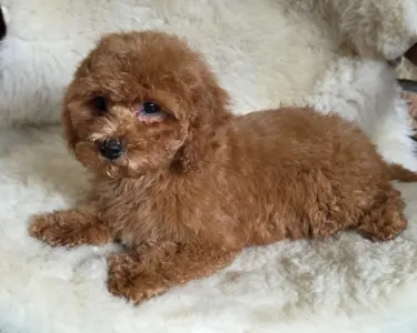Cavapoo - Mona