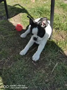 Boston terier - Babett