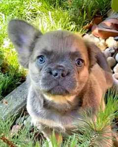 Francia bulldog - Derek