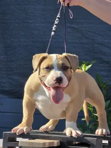 American Bully - Pocket - Mózes