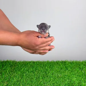 Чихуахуа - Farinella