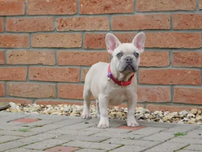 Francia bulldog - Stella 