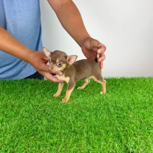 Chihuahua - Gaby