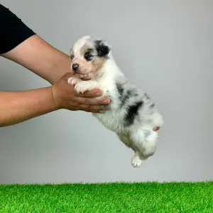 Australian Shepherd - Kenny