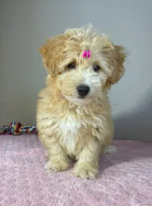Maltipoo - Thalia