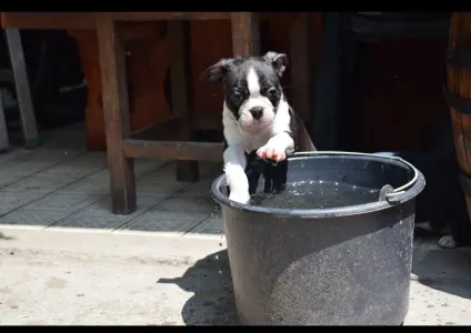 Boston Terrier - Gandalf