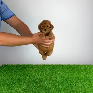 Caniche Nain - Vioska