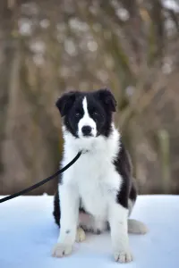 Border Collie - Gingers Heritage Call Me Legend