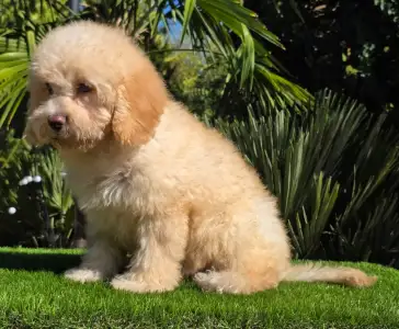 Cavapoo - Solo