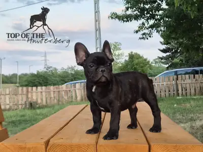 Francuski buldog - Ralf