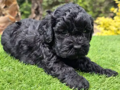 Cavapoo - Zoya