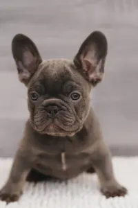 French Bulldog - Mira 