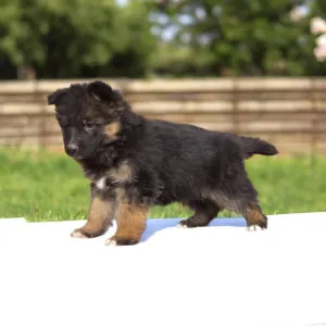 German Shepherd Dog - Csereerdei Lina