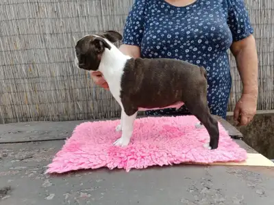 Boston Terrier - Erik