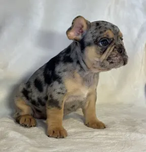 French Bulldog - Candy