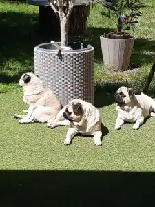 Papillon - Apple Of My Eye 