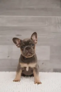 French Bulldog - Odin 