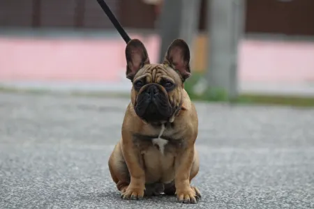 Französische Bulldogge - Hajósbulldy Milkman