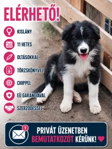 Border Collie - Brooke Fmg