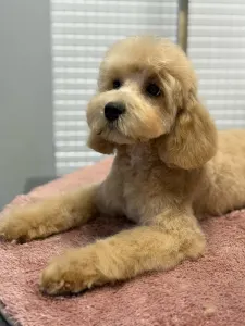 Cavapoo - Haevy