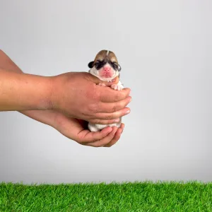 Pembroke Welsh Corgi - Wolf