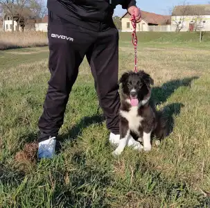 Border collie - Talisman