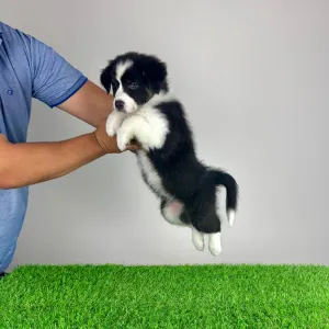 Australian Shepherd - Volly