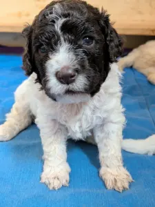 Romagna Water Dog - Ürömi Szarvasgombász Ignazio