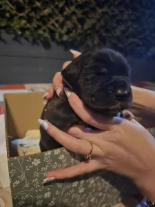Deutsche Dogge - Puff