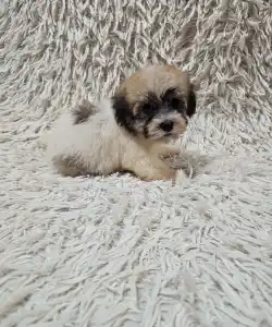 Havanese - Molly