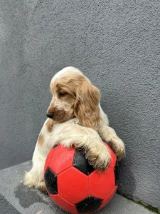 Cocker spaniel angielski - Kephallénia Oceanus Kentaur