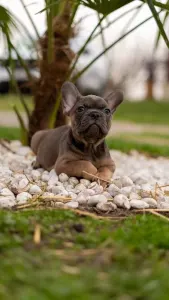 Französische Bulldogge - Marlon