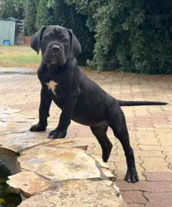 Cane Corso Italiano - Tina