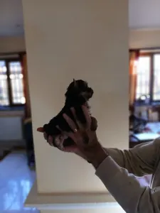 Yorkshire Terrier - Cora