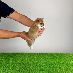 Shiba - Xulda