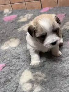 Coton de Tulear - Bendi