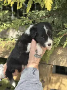 Border Collie - Brooke
