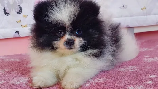 Pomeranian - Dream