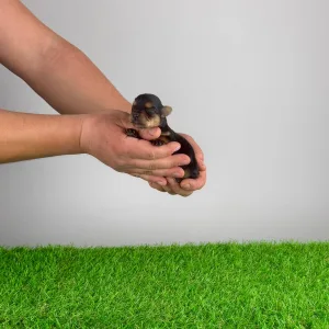 Yorkshire Terrier - Sofie