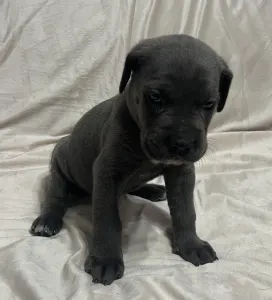 Cane corso - Aurora