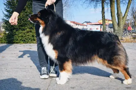 Ausztrál juhászkutya - Cora