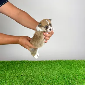 Welsh Corgi Pembroke - Baghira