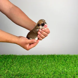 Pembroke Welsh Corgi - Wolf